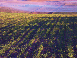 drzewa natura rośliny flora hiszpania © Piotr