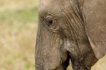 Fototapeta premium head of an elephant