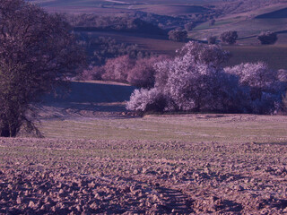 drzewa natura rośliny flora hiszpania © Piotr