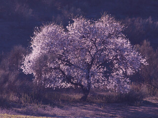 drzewa natura rośliny flora hiszpania © Piotr