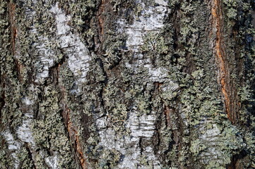 Background with wood texture and bark. 
