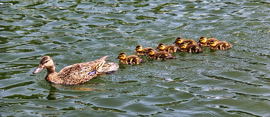 Mother duck and her ducklings