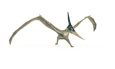 pteranodon is landing in white background