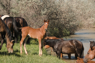 horse and foal in field