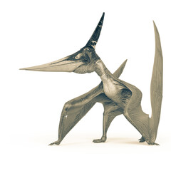 pteranodon is waiting in white background © DM7