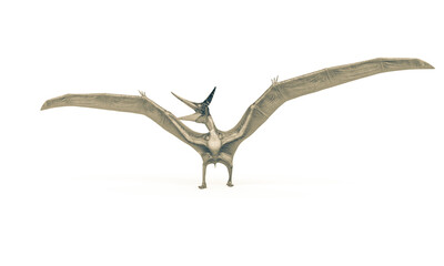 pteranodon in white background © DM7