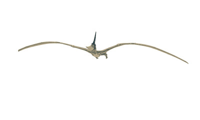 pteranodon is crusing in white background © DM7