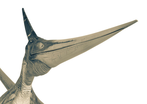 pteranodon id portrait in white background