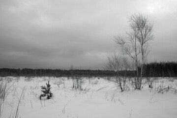 Landscape of winter snowy forest. 