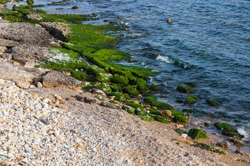 Close-up stone seashore with a huge amount of green algae