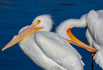 A White Pelican Resting on a Large Rock while a Pelican in the background Preens its Feathers 