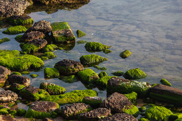 Close-up stone seashore with a huge amount of green algae