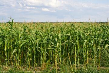 Green corn field against a blue cloudy sky on a summer sunny day. Agriculture