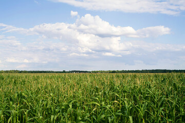 Green corn field against a blue cloudy sky on a summer sunny day. Agriculture