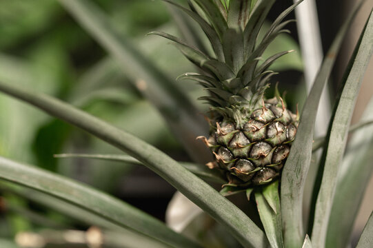 Small pineapple in the greenhouse of the botanical garden 