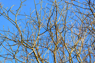 Willow twigs with catkins against the sky