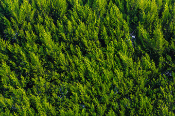CLose up of the  bright green young coniferous branches on a green blurred background, soft focus