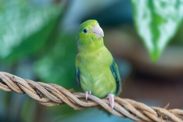 Green Forpus parrot perched on a vine. Parrot (forpus passerinus) perched on a branch or vine.