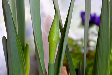 Daffodil Bud Bracts 01