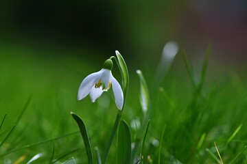 Samotny pośród trawnika kwiat przebiśniegu śnieżyczki (Galanthus nivalis), latarnia wiosny - obrazy, fototapety, plakaty