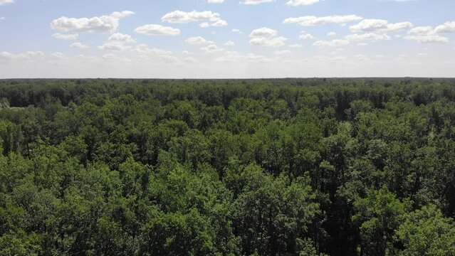 Aerial view of an oak grove (Kotelnich, Kirov region, Russia)