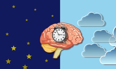 Naklejka premium The circadian rhythms are controlled by circadian clocks or biological clock. Brain illustration