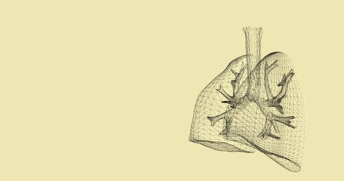 Lungs 3D model wireframe rotating in loop. Science and medical background with lung and respiratory system