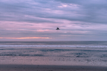 Seagull flying at sunset over the Pacific Ocean on the California Coast