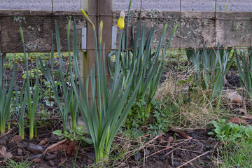 Wooden Post Daffodil 25