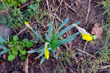 Above Daffodil Buds 02