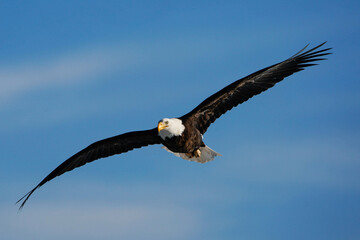 Bald Eagle - Soaring