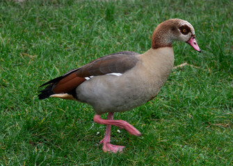 Egyptian Goose