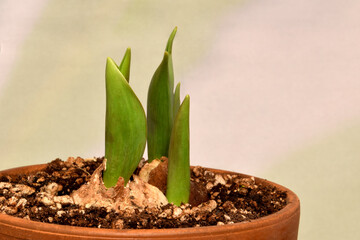 Tulip Buds in Soil 02
