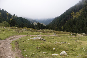 Misty foggy mountain landscape with fir forest and copyspace in vintage retro hipster style