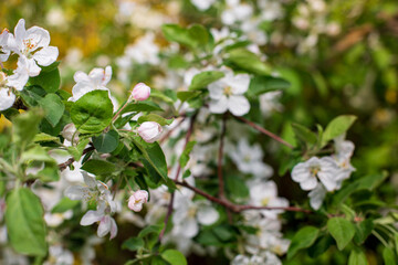 A fruit tree blooms in early spring, cherry apple or apricot blossoms