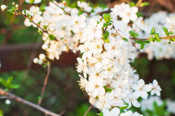 A fruit tree blooms in early spring, cherry apple or apricot blossoms