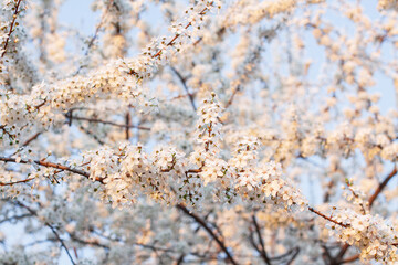 A fruit tree blooms in early spring, cherry apple or apricot blossoms