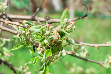 Unblooming apple blossoms on a sunny day, an apple tree branch before blossoming