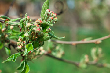 Unblooming apple blossoms on a sunny day, an apple tree branch before blossoming © MaksimM