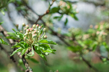 Unblooming apple blossoms on a sunny day, an apple tree branch before blossoming