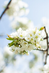 A fruit tree blooms in early spring, cherry apple or apricot blossoms