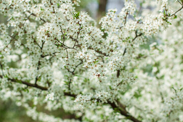 A fruit tree blooms in early spring, cherry apple or apricot blossoms