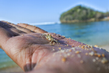 closeup of a small beach crab in the someone hand palm, with blurry tropical beach background