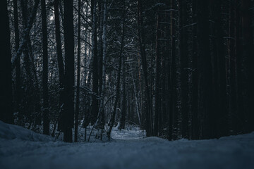 scary dark path in the winter forest