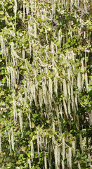 Garrya elliptica 'James Roof'  | Coast silk-tassel or wavyleaf silktassel, late winter flowering bushy schrub with long pendant grey-green male catkins and wavy glossy green leaves margins