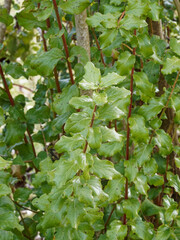 Garrya elliptica 'James Roof' or Coast silk-tassel with ornamental shrub with its waxy convex stalked and opposite glossy green leaves with wavy margins on roughening and green twigs