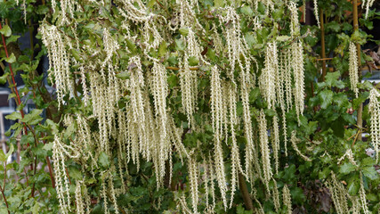 Garrya elliptica 'James Roof'  | Coast silk-tassel or wavyleaf silktassel, late winter flowering...