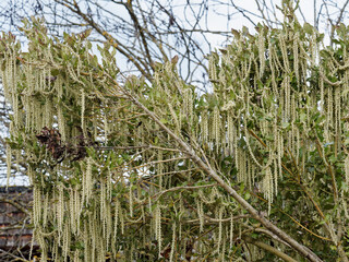 (Garrya elliptica 'James Roof')  Coast silk-tassel or wavyleaf silktassel, a wonder in winter with...