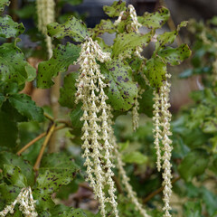 Garrya elliptica 'James Roof'  | Coast silk-tassel or wavyleaf silktassel, late winter flowering bushy schrub with long pendant grey-green male catkins and wavy glossy green leaves margins