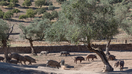 Iberian pigs grazing among the holm oaks in the countryside of Spain